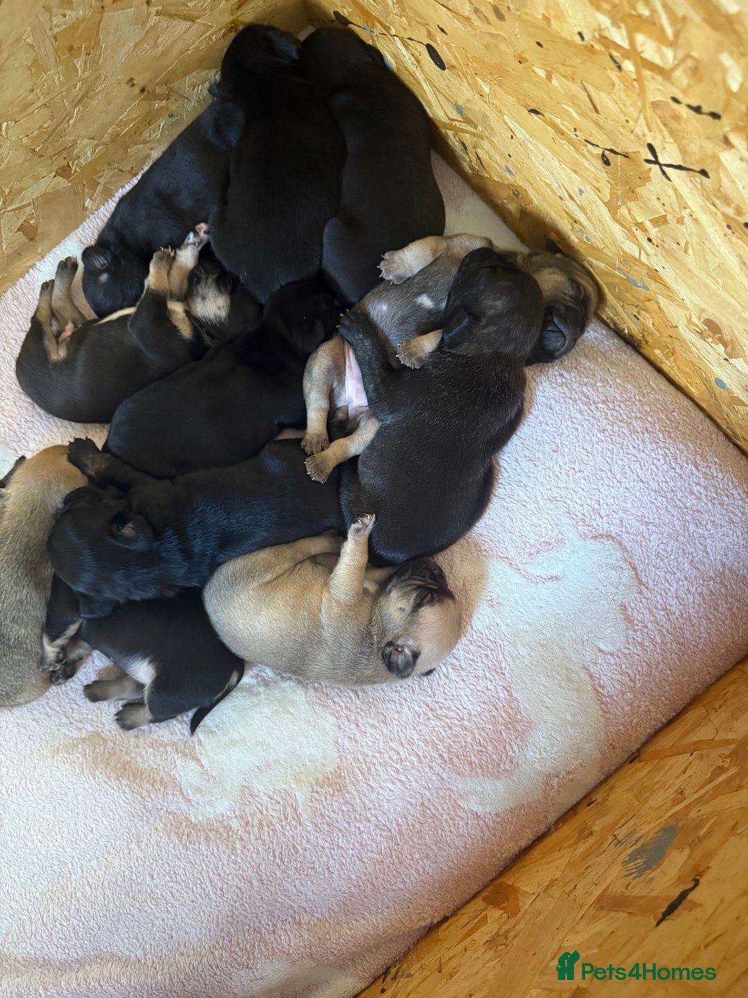 Frug dogs for sale: Puppies  - Image 18