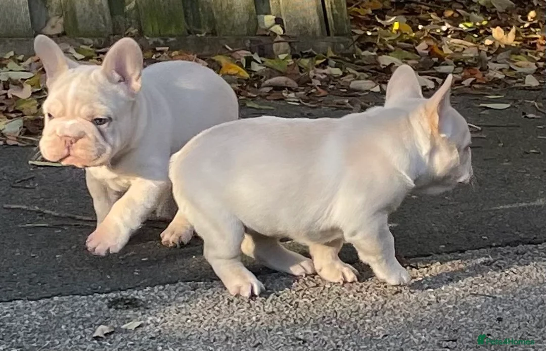 French Bulldog dogs for sale: KC REGISTERED QUALITY FRENCH BULLDOG PUPPIES  - Advert 29