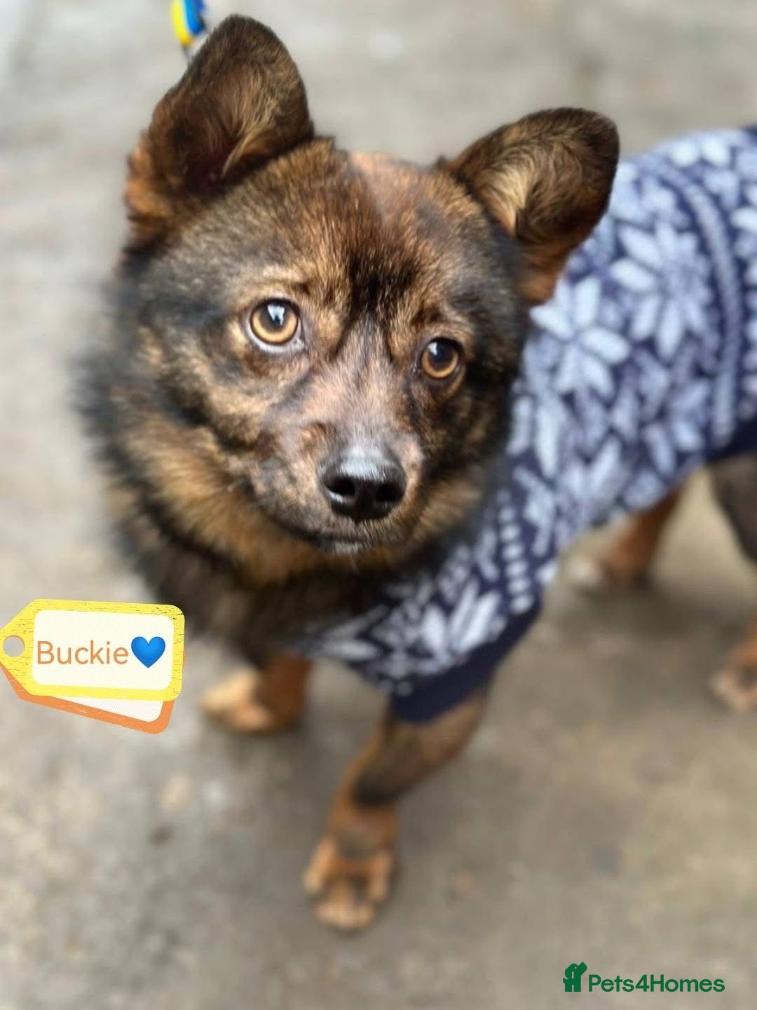 Mixed Breed dogs ❤️🐶 BUCKIE– Tiny Dreamer With A Big Heart 🐶❤️ - Advert 3