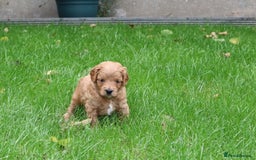 Cavapoo dogs for sale: Cavapoo  - Image 37