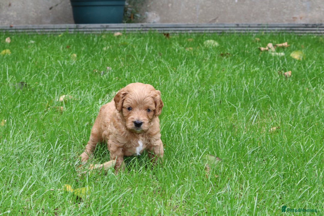 Cavapoo dogs for sale: Cavapoo  - Image 37
