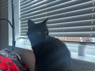 Mixed Breed cats mainecoon/european - Advert 6