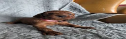 Irish Setter dogs for sale: Irish setter Puppies - Advert 8