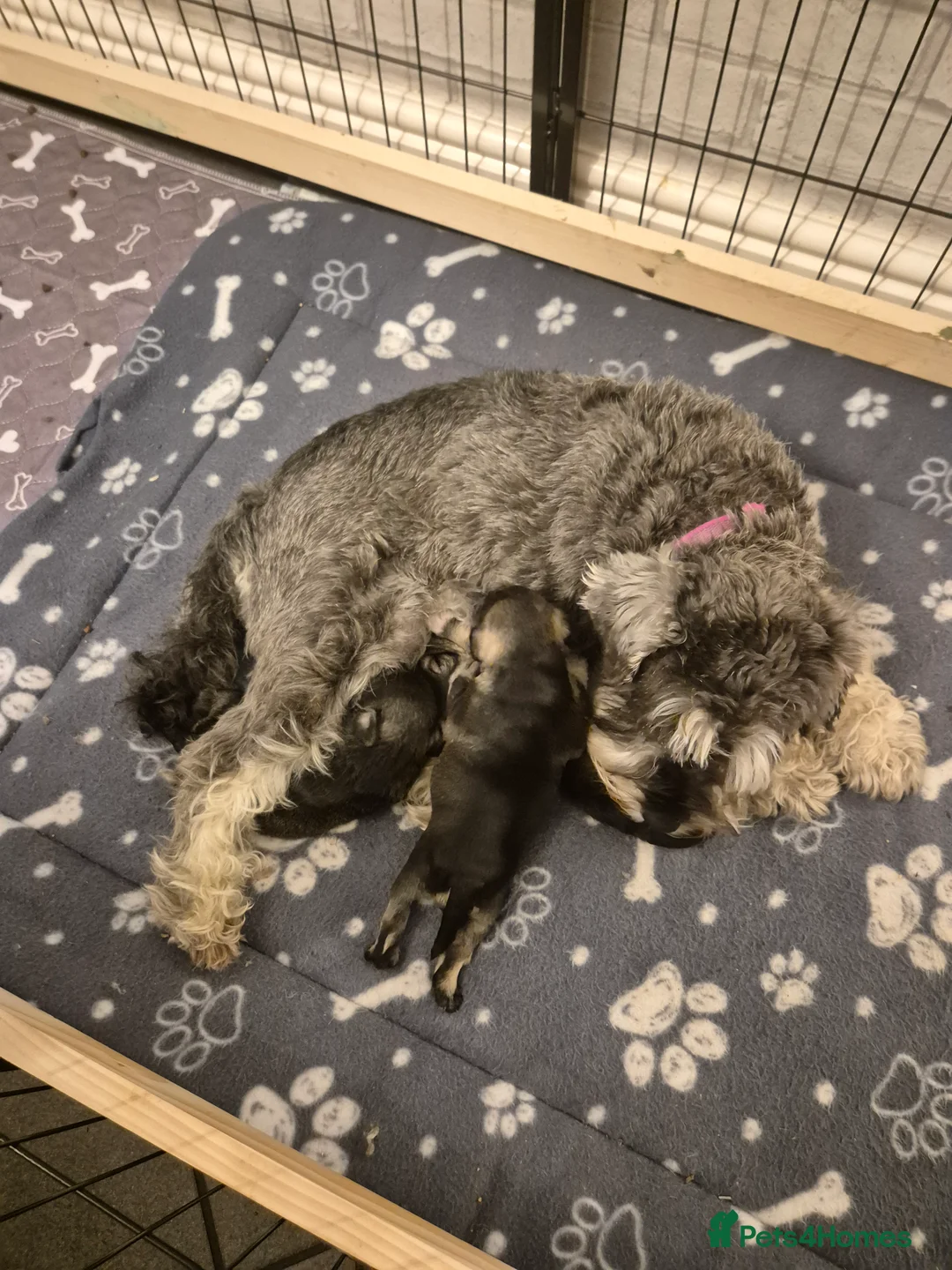 Miniature Schnauzer dogs for sale: KC Registered Miniature Schnauzer Puppies - Advert 10