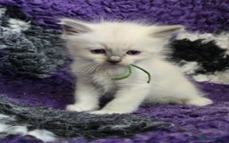 Ragdoll cats for sale: GCCF Registered kittens  - Image 7