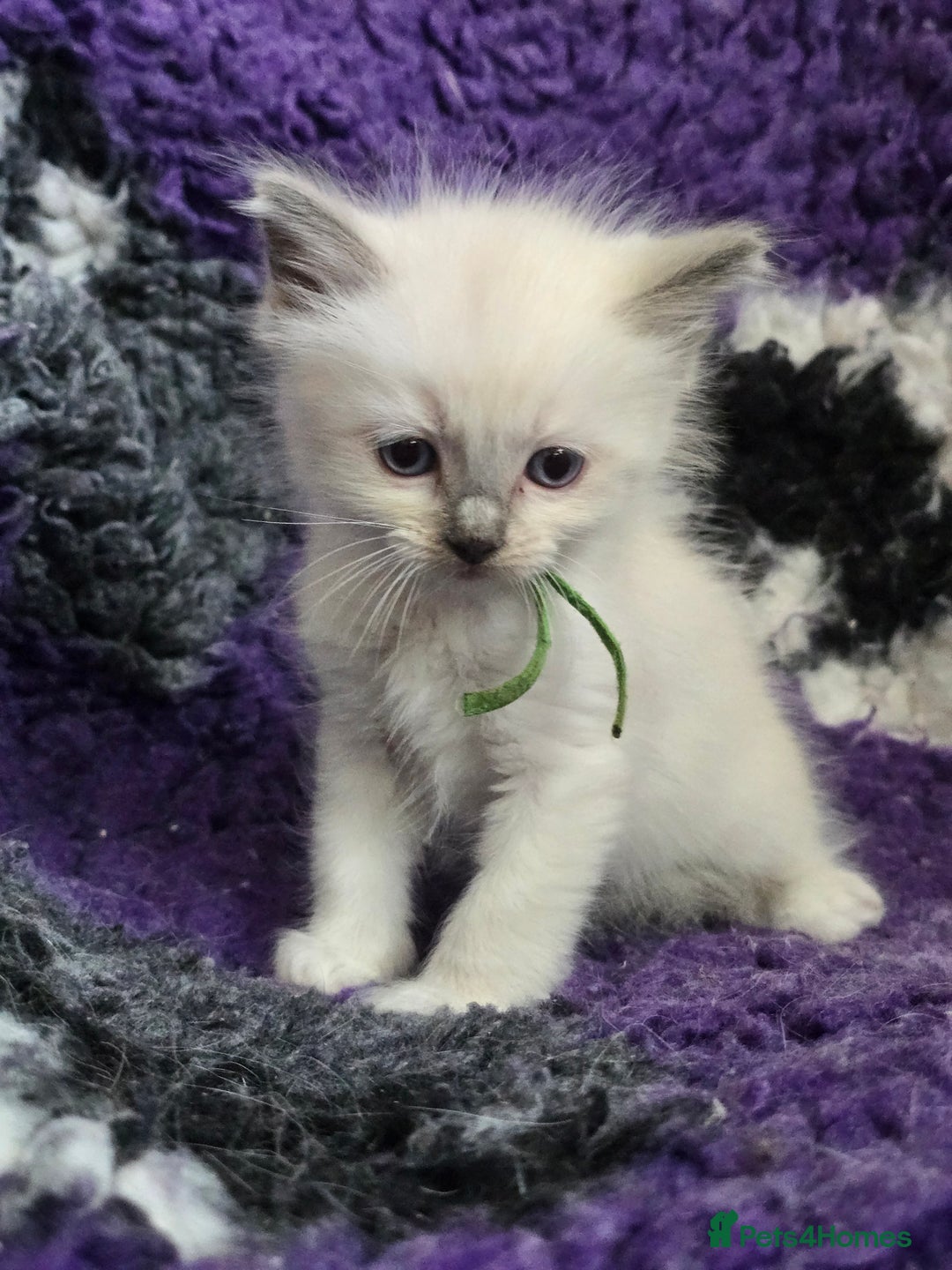 Ragdoll cats for sale: GCCF Registered kittens  - Image 7