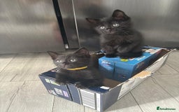 Domestic Shorthair cats for sale: 7 beautiful kittens!!!🐈‍⬛🐈‍⬛🐈‍⬛ - Image 20