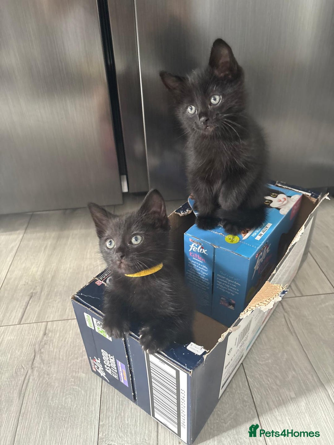 Domestic Shorthair cats for sale: 7 beautiful kittens!!!🐈‍⬛🐈‍⬛🐈‍⬛ - Image 20