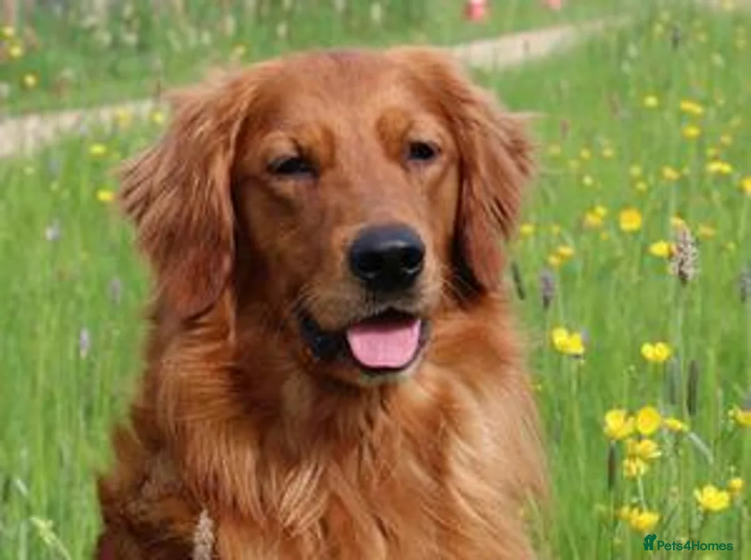 Golden Retriever dogs for sale: Beautiful KC-Registered Golden Retriever Puppies - Advert 10