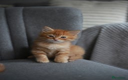 Mixed Breed cats for sale: Gorgeous Ginger Kittens - Image 8