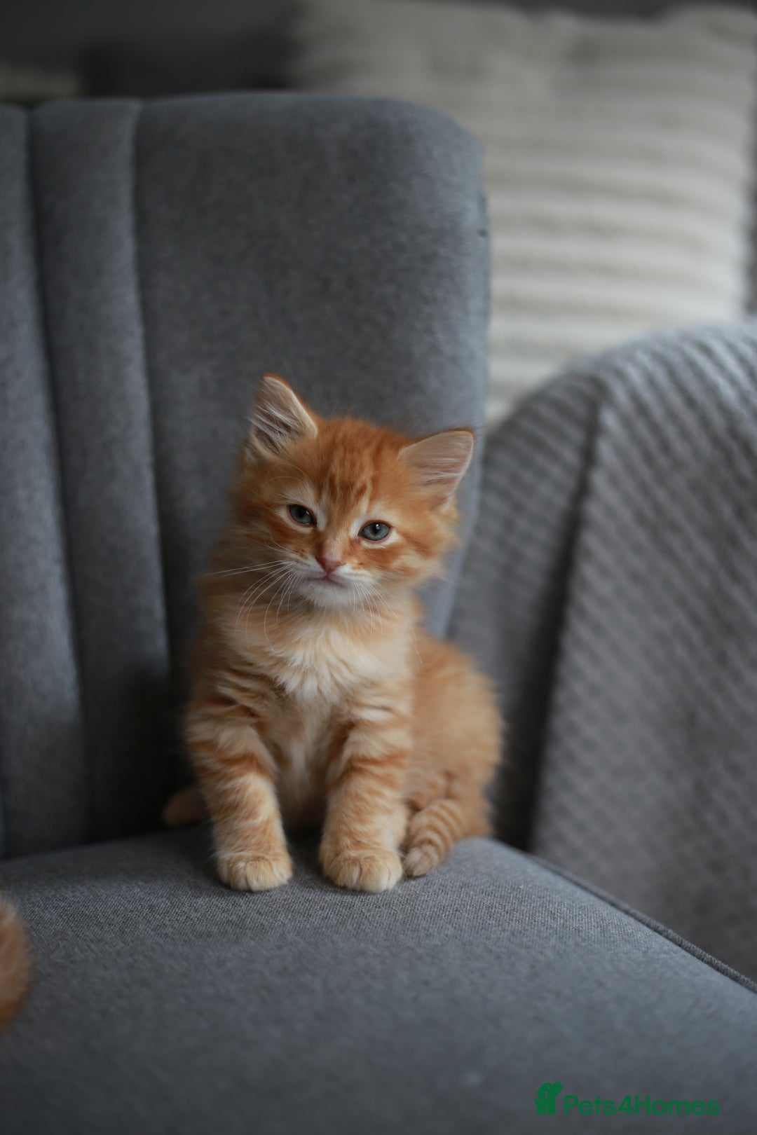 Mixed Breed cats for sale: Gorgeous Ginger Kittens - Image 8