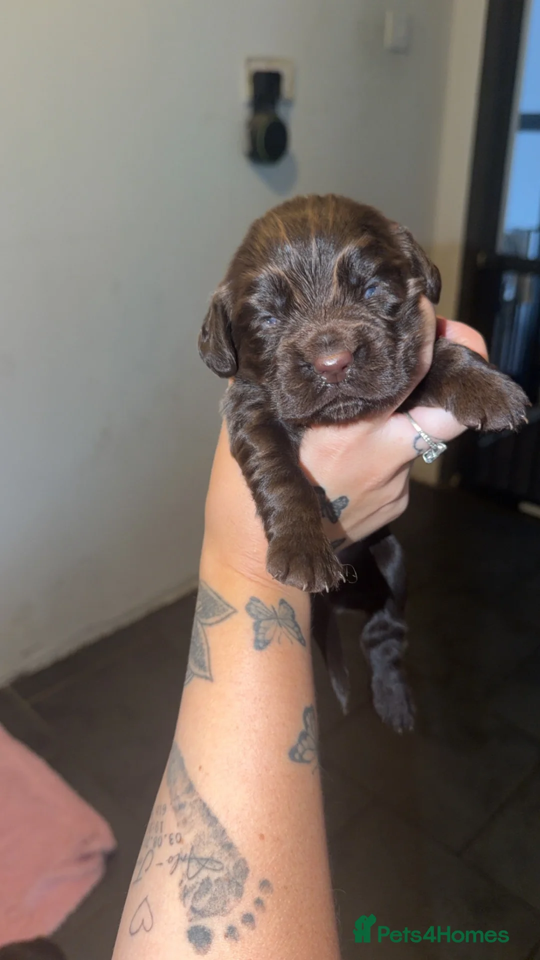 Sprocker dogs for sale: Sprocker spaniel puppies  - Advert 2