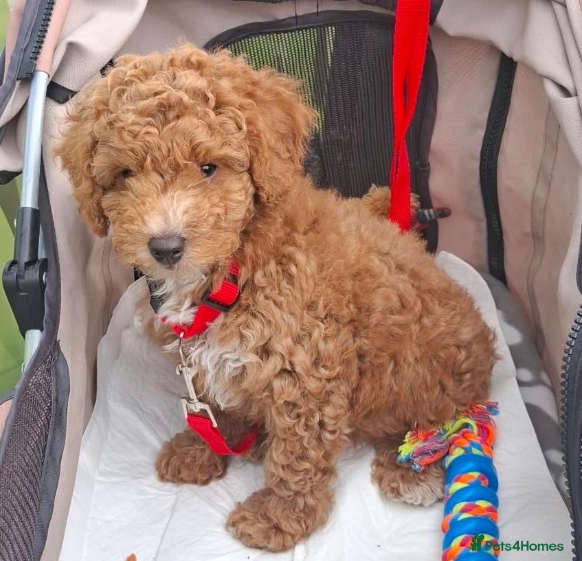 Cockapoo dogs 1 male cockapoo ready to go to a new home - Advert 7