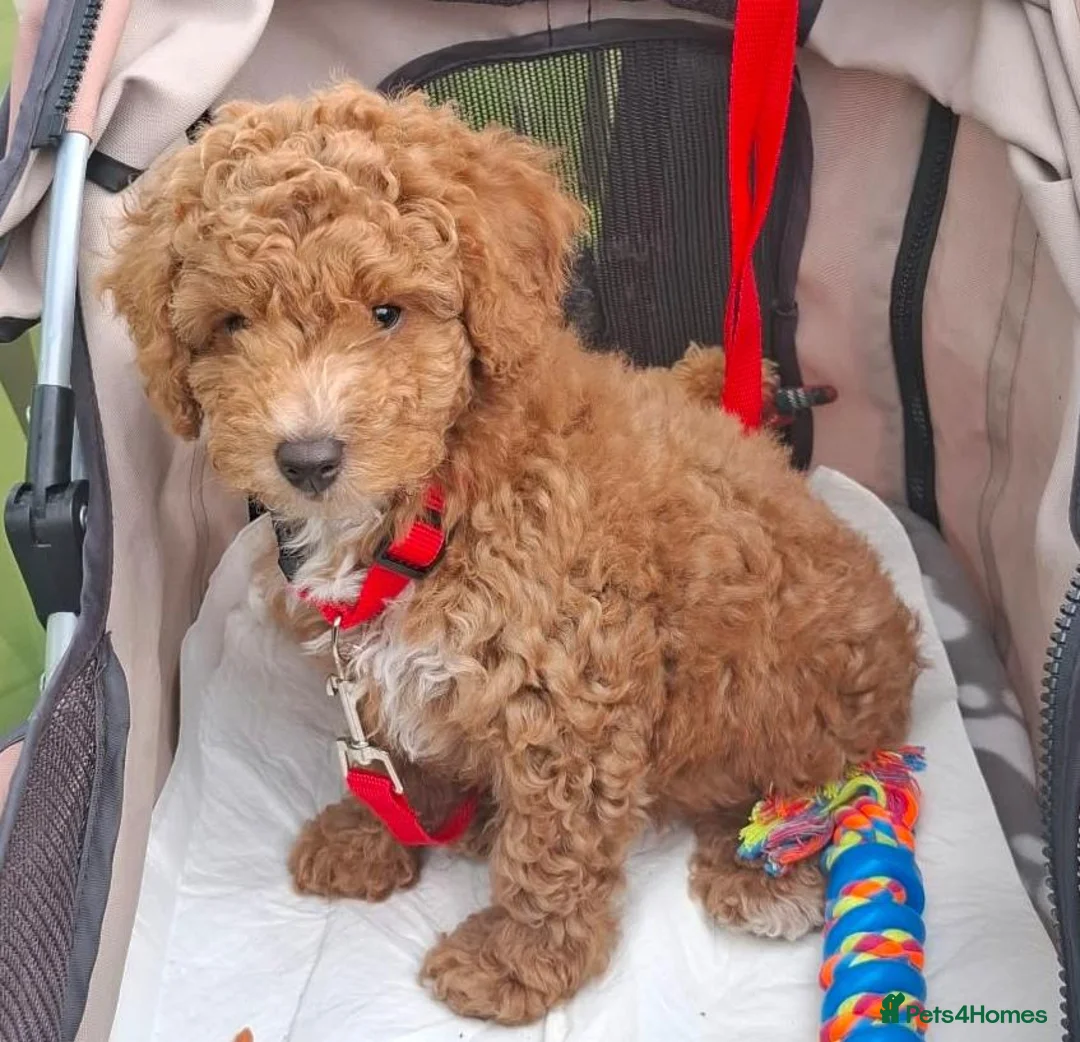 Cockapoo dogs for sale: 1 male cockapoo ready to go to a new home in Pontefract - Advert 1