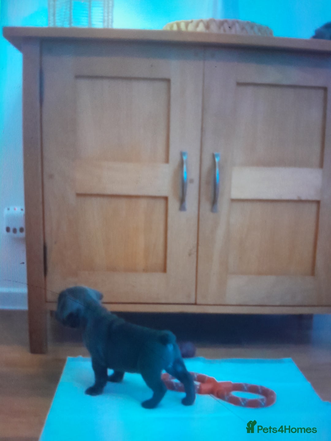 French Bulldog dogs for sale: Quality World class French bulldogs !!!! - Image 8