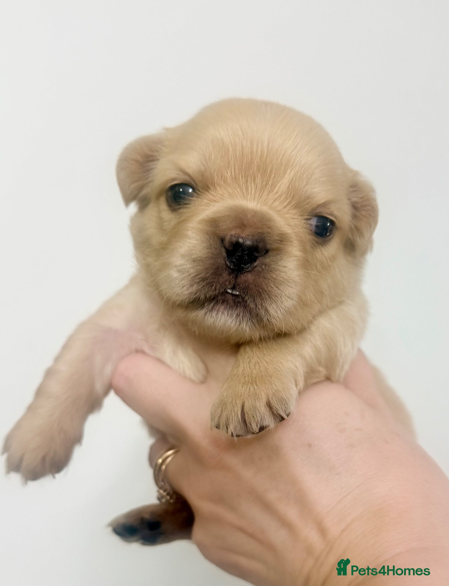 French Bulldog dogs Stunning/healthy Fluffy French Bulldogs 3💙 2🩷 - Advert 1