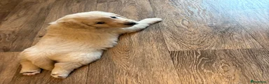 Golden Retriever Puppy 5