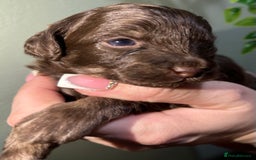 Shihpoo dogs for sale: 4 Beautiful Toy poodle x Shihpoos - Image 20