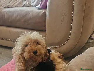 Mixed Breed dogs Pooshi - Advert 1