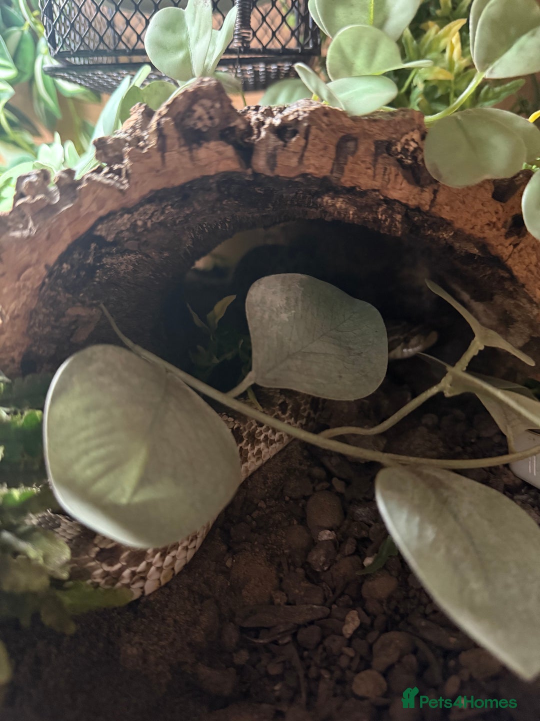 Snake reptiles for sale: Female Western Hognose  - Image 9
