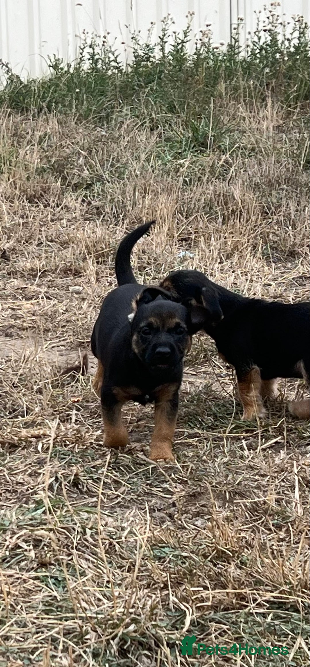 Mixed Breed dogs for sale: Border terrier x jack Russell puppies - Image 14