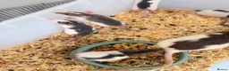 Rat rodents for sale: Baby rats for sale  - Advert 8