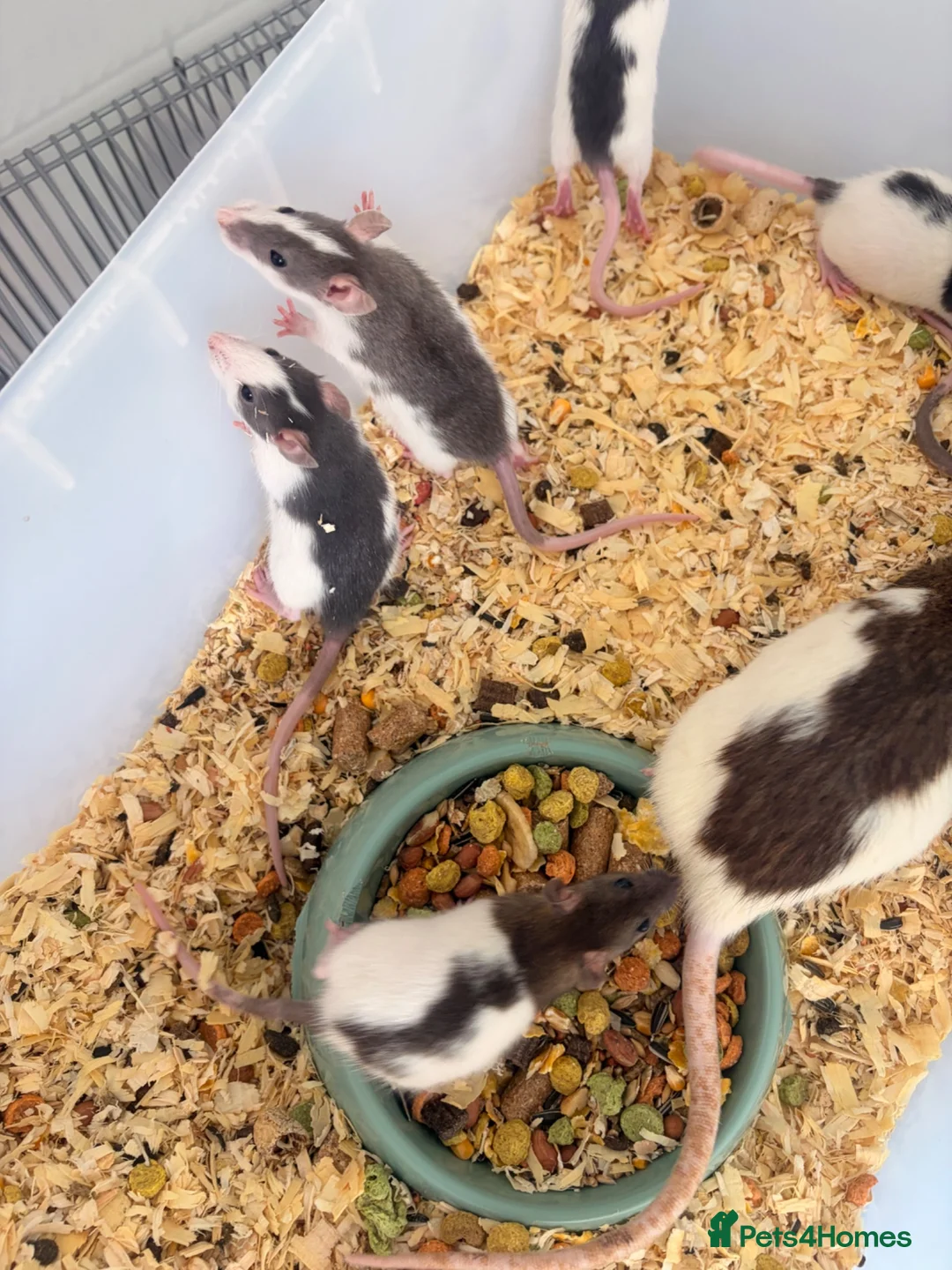 Rat rodents for sale: Baby rats for sale  - Advert 8