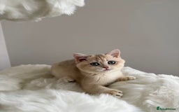 British Shorthair cats for sale: British Shorthair Golden Lilac kittens  - Image 18
