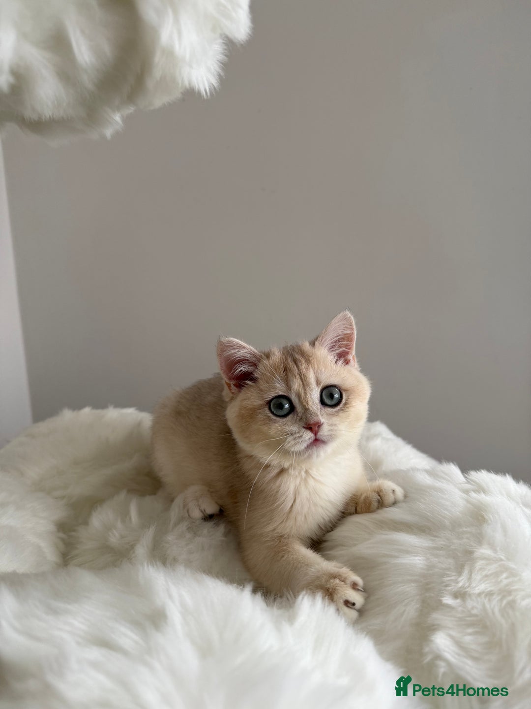 British Shorthair cats for sale: British Shorthair Golden Lilac kittens  - Image 18
