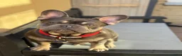 French Bulldog dogs for sale: Hugo & Stanley Frenchie Brothers - Advert 7