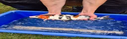 Koi Carp fish for sale: Pond closure - Advert 5