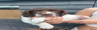 English Springer Spaniel 2