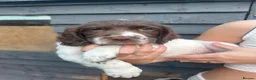 English Springer Spaniel dogs for sale: Working ESS in ELY - Advert 4