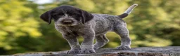 German Wirehaired Pointer dogs for sale: 1ST VACC GIVEN, HEALTH CHECKED KC REG GWP PUPS  - Advert 14