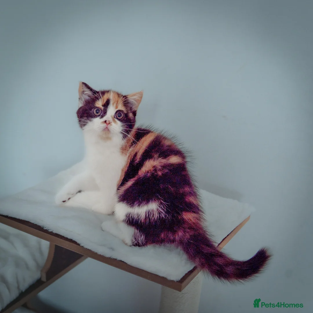 Scottish Fold cats for sale: The highest breeding quality Scottish Straight  - Advert 5