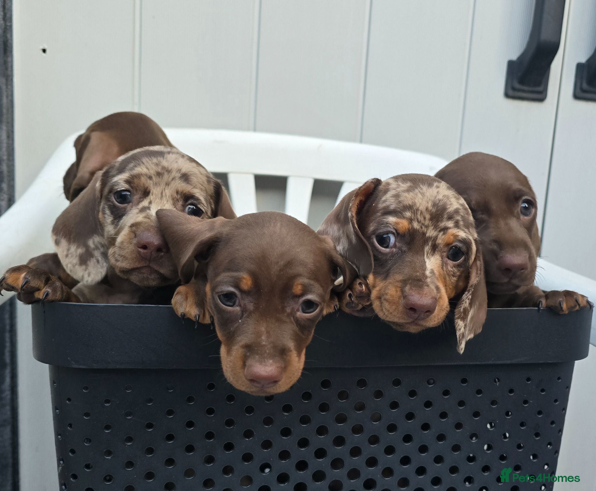 Dachshund dogs 4 extra mini daschunds looking for there new home  - Advert 1