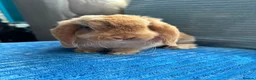 Mini Lop rabbits for sale: 🦋Pure Breed Mini plush lop 🦋 in Halstead - Advert 9