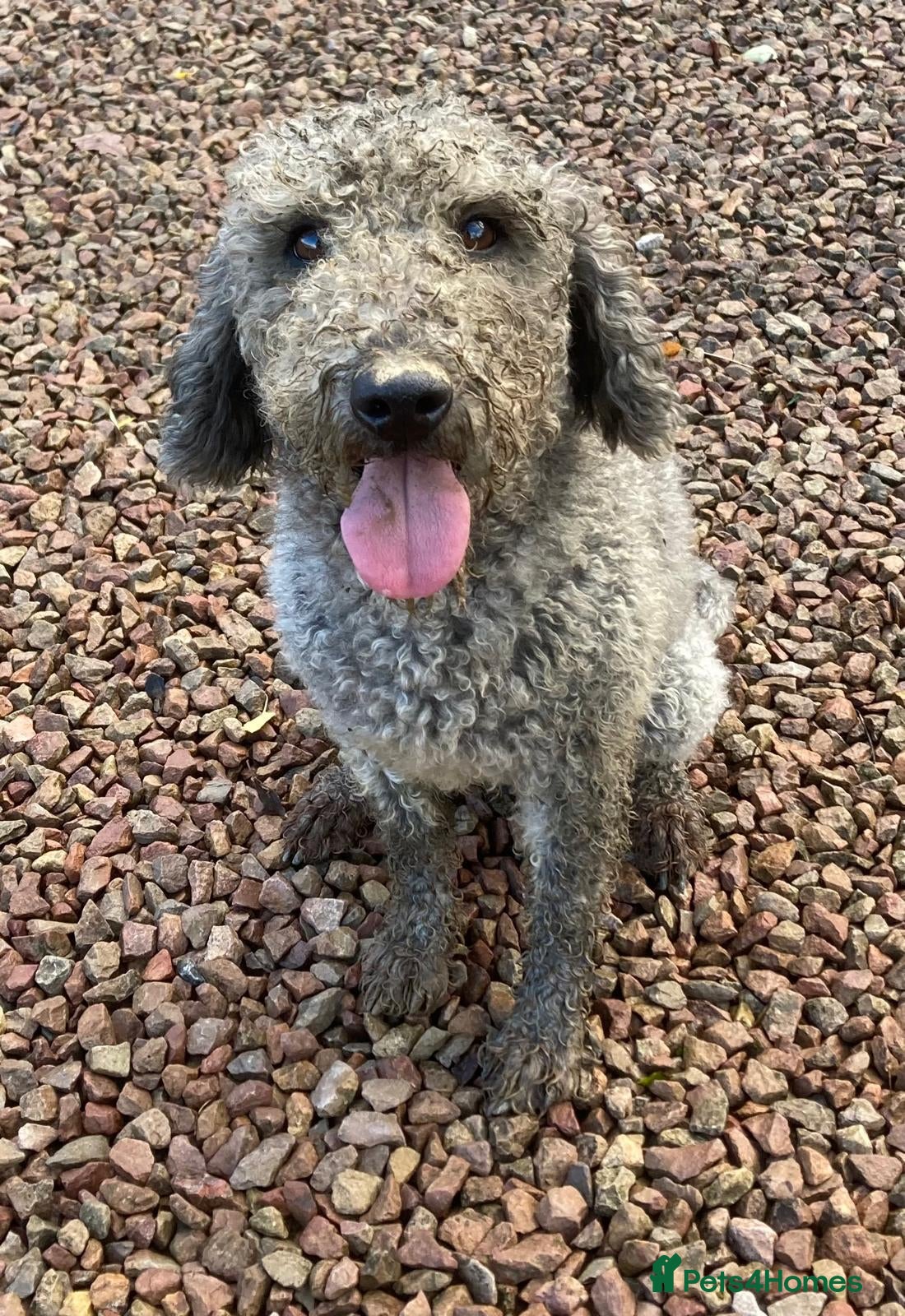 Bedlington Terrier dogs Beautiful KC Bedlington terriers  - Advert 2
