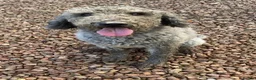 Bedlington Terrier dogs for sale: Beautiful KC Bedlington terriers  in Retford - Advert 2