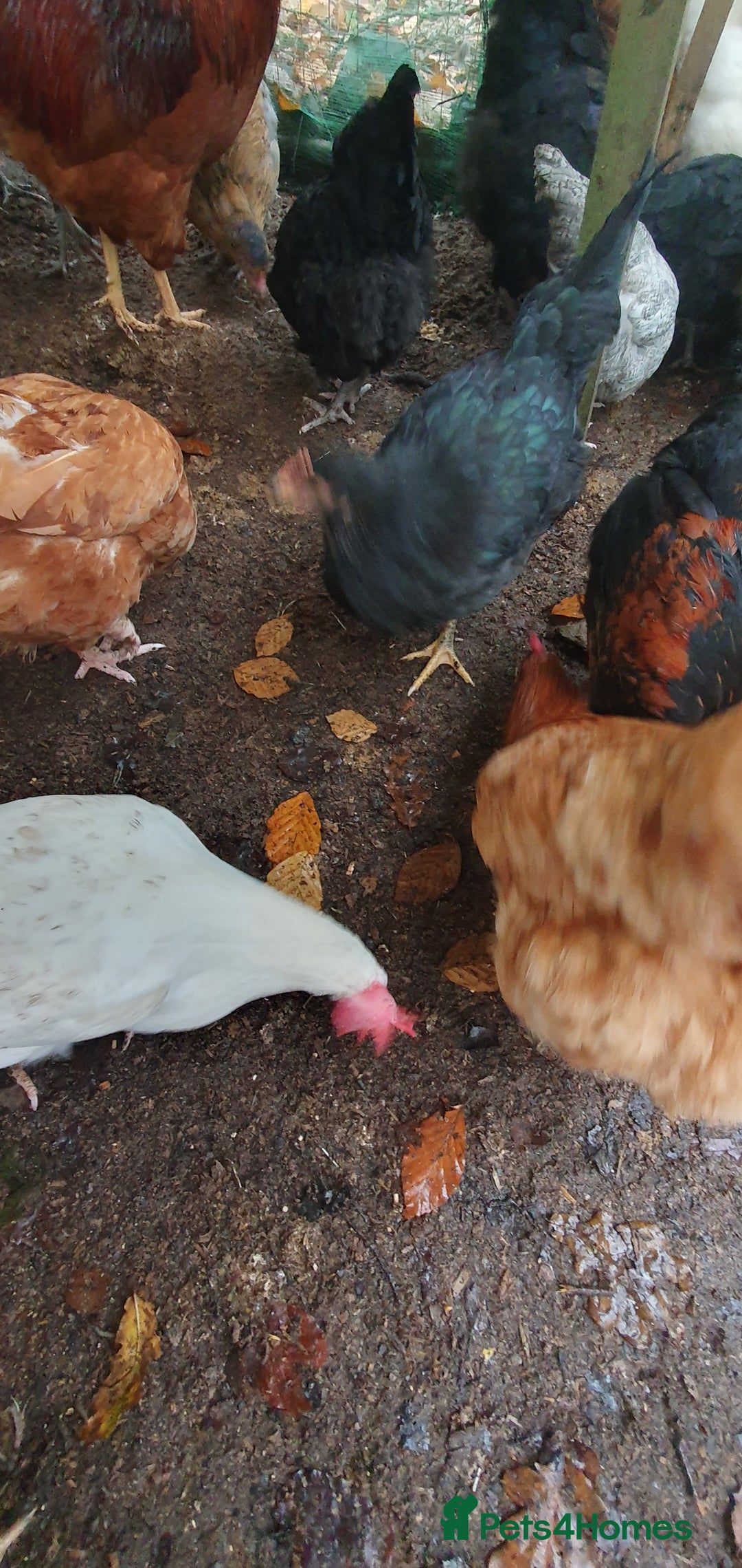 Chickens poultry for sale: Farm yard mix of laying hens and point of lay - Image 9