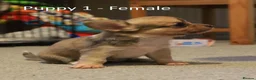 Chihuahua dogs for sale: Chihuahua Puppies in Crawley - Advert 5