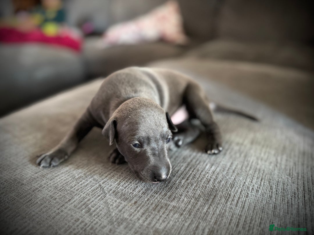 Italian Greyhound dogs for sale: KC Reg Italian Greyhound puppies - Only 1 boy left - Image 4