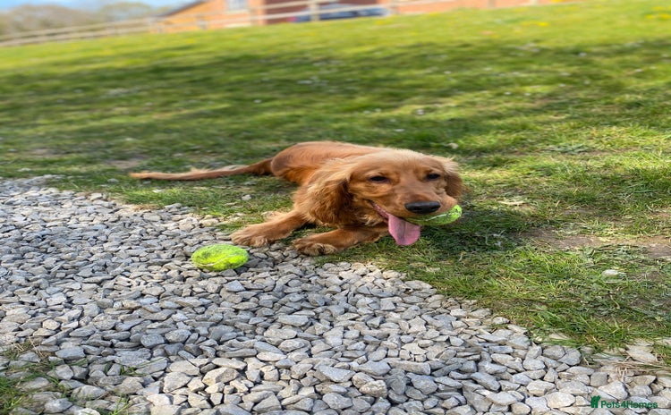 Cocker Spaniel dogs in Bridgend - Advert 1