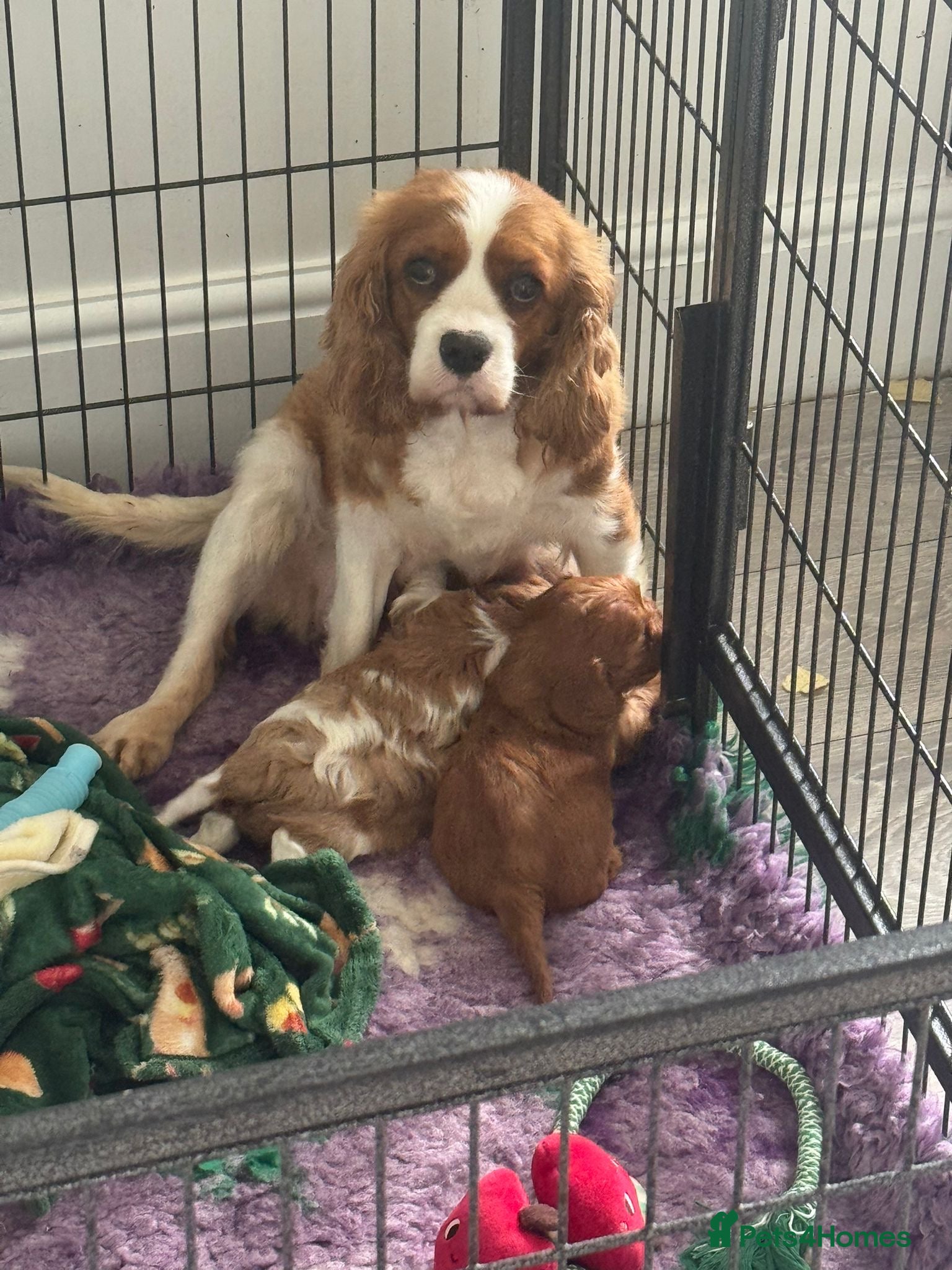 Cavalier King Charles Spaniel dogs Beautiful health tested puppies 💙 - Advert 2