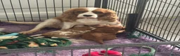 Cavalier King Charles Spaniel dogs for sale: Beautiful health tested puppies 💙 - Advert 3