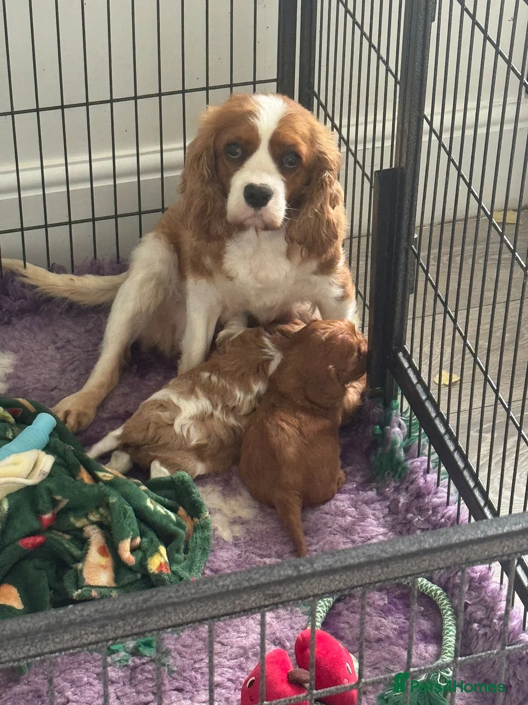Cavalier King Charles Spaniel dogs for sale: Beautiful health tested puppies 💙 - Advert 2