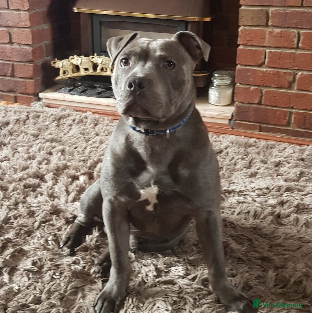 Staffordshire Bull Terrier dogs for stud: Meho stud dog - Advert 10