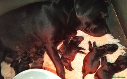 Labrador Retriever dogs for sale: Fully health tested show bred puppies  - Image 1