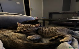 Mixed Breed cats for sale: American bobtail / tortoise shell - Image 9