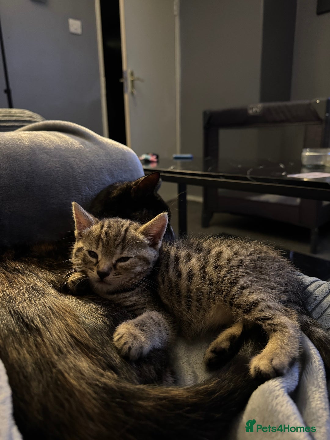 Mixed Breed cats for sale: American bobtail / tortoise shell - Image 9